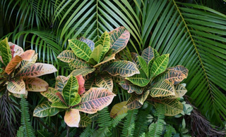 South Florida Plant Guide: The Best Low Maintenance Plants For Your Landscape Design