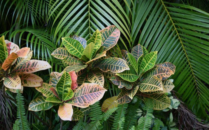 South Florida Plant Guide: The Best Low Maintenance Plants For Your Landscape Design